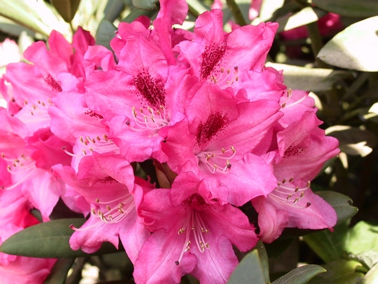 Rhododendron Yakushimanum 'Sneezy'