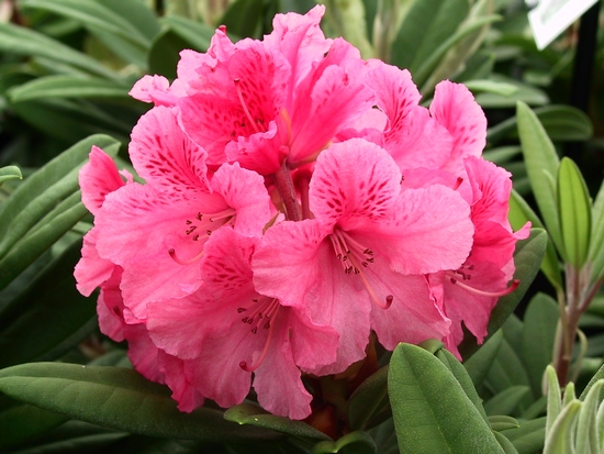 Rhododendron Yakushimanum 'Sweet Sue'