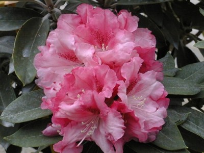 Rhododendron Yakushimanum 'Tina Heinje' — Rhododendron.be — photo 1