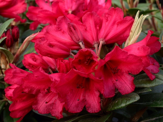 Rhododendron Yakushimanum 'Titian Beauty'