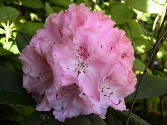 Rhododendron Yakushimanum 'Träumerey'