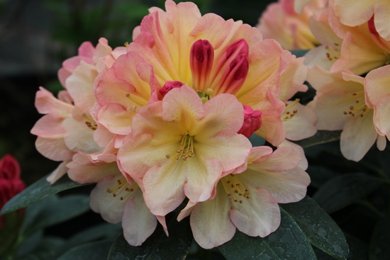 Rhododendron Yakushimanum 'Youna'