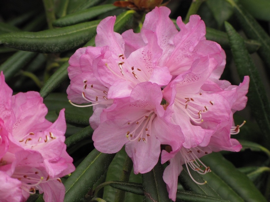 Rhododendron makinoi 'Jens Jorgen Sorensen
 (makinoi)'
