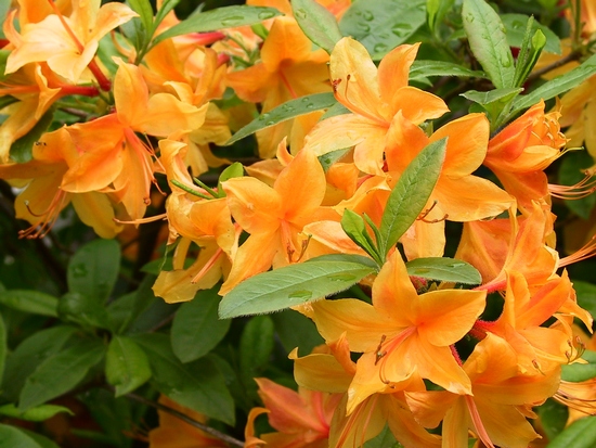 Azalee mollis 'Apricot surprise'