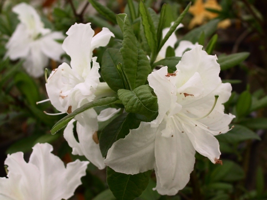 Azalée à feuilles caduques 'Arctic Regent' — photo 1