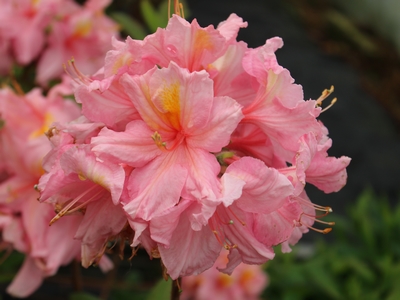 Azalee Knap-Hill 'Berryrose'