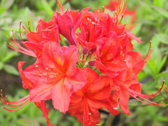 Azalee mollis 'Diabolo'