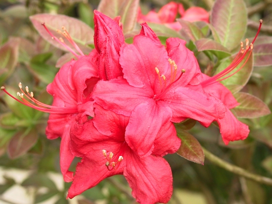 Azalea Knap Hill-Exbury 'Fireball'