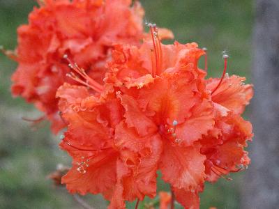 Azalee mollis 'Gibraltar'