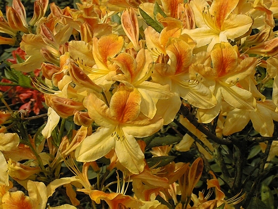 Azalea Knap Hill-Exbury 'Golden Flare'