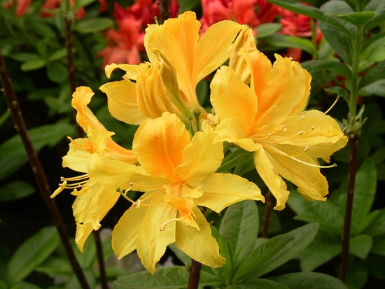 Azalee Knap Hill 'Goldtopas'