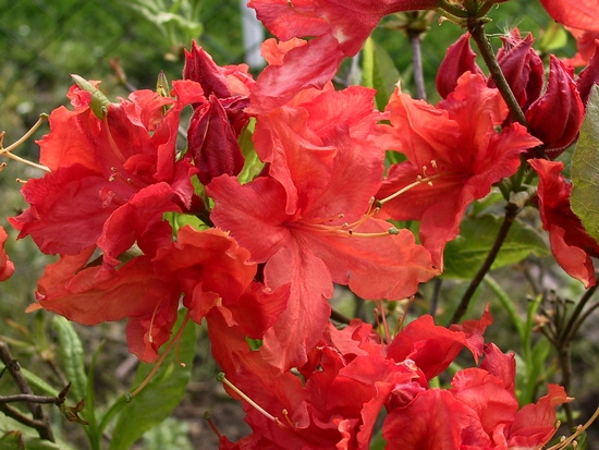 Azalee mollis 'Hotspur Red'