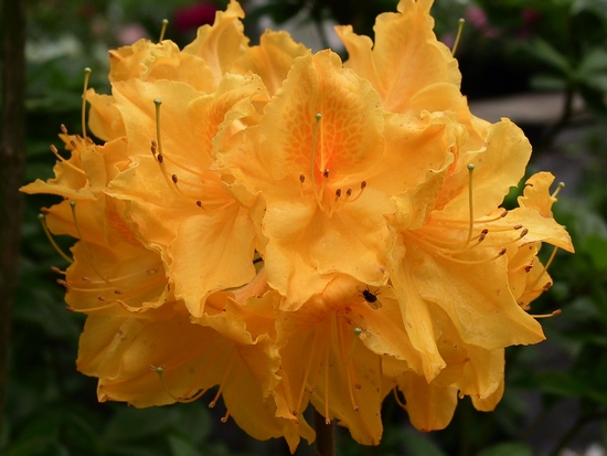 Azalee mollis 'Princess Margaret (Mrh)'