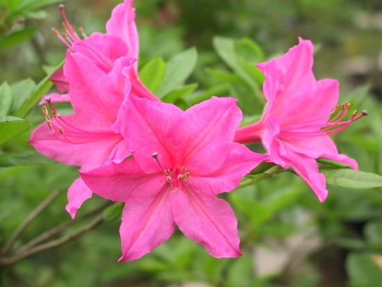 Azalee mollis 'Jolie Madame'