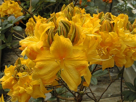 Azalee Knap Hill 'Klondyke'