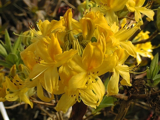 Azalee 'Luteum'