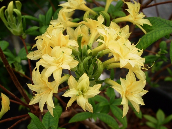 Azalee mollis 'Narcissiflora'