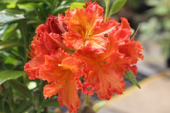 Azalee mollis 'Mary Poppins'