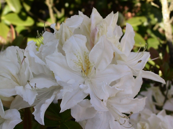 Azalee mollis 'Oxydol'