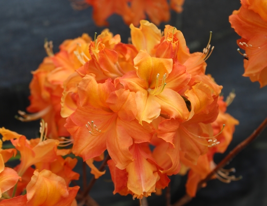 Azalée à feuilles caduques 'Orange Hit' — Rhododendron.be — photo 1