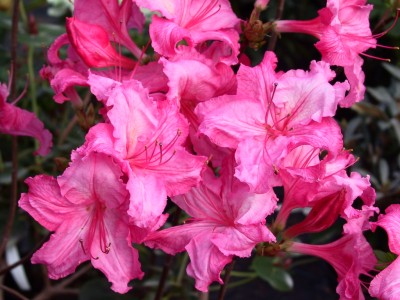 Azalée à feuilles caduques 'Princesse Paola' — Rhododendron.be — photo 1