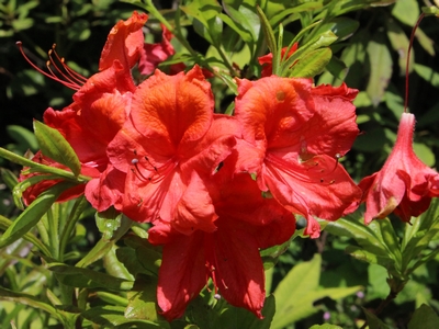 Azalee mollis 'Rennie'