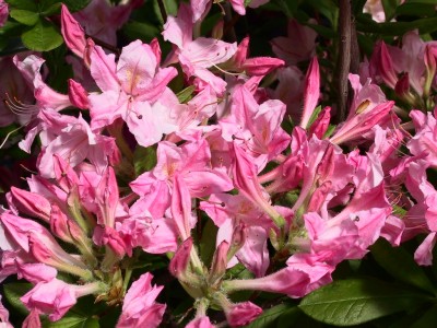 Azalée à feuilles caduques 'Rosata' — Rhododendron.be — photo 1