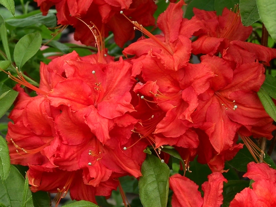 Azalee mollis 'Royal Command'