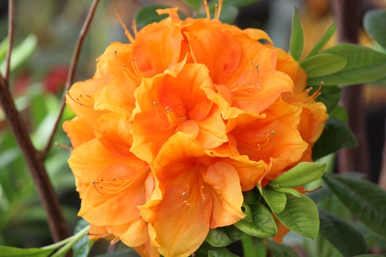 Azalee mollis 'Raimunde'