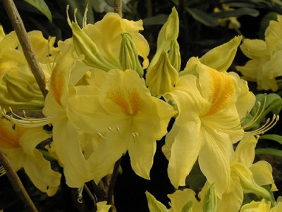 Azalée à feuilles caduques 'Golden Sunset' — Rhododendron.be — photo 1