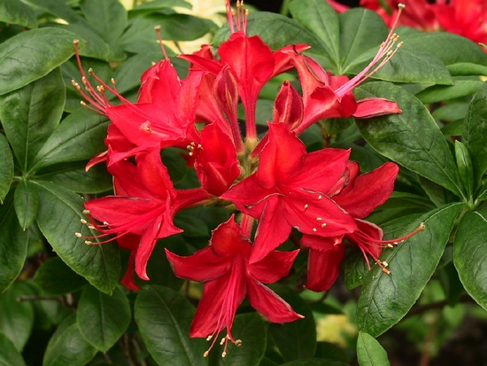 Azalee mollis 'Satan'