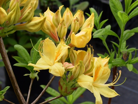 Azalee mollis 'Sun Chariot'