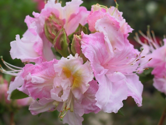 Azalee mollis 'Sword of State'