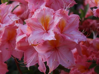 Azalée à feuilles caduques 'Stefanie' — Rhododendron.be — photo 1