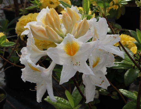 Azalee mollis 'Sonia'