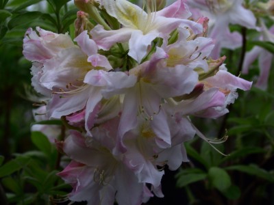 Azalée à feuilles caduques 'Sylphides' — Rhododendron.be — photo 1