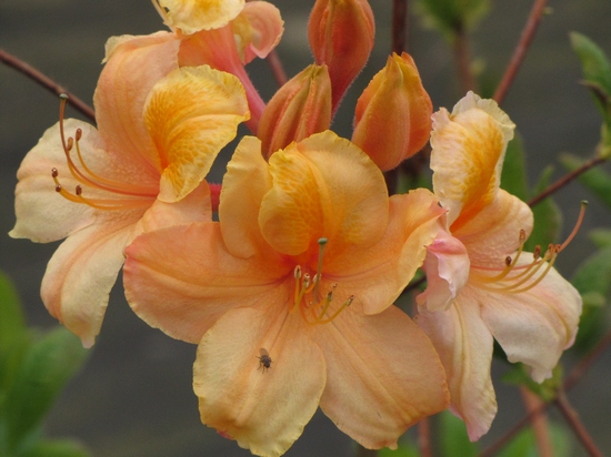 Azalee mollis 'Don Quixote'