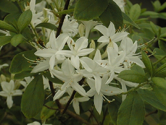 Azalée à feuilles caduques 'Viscosa' — photo 1