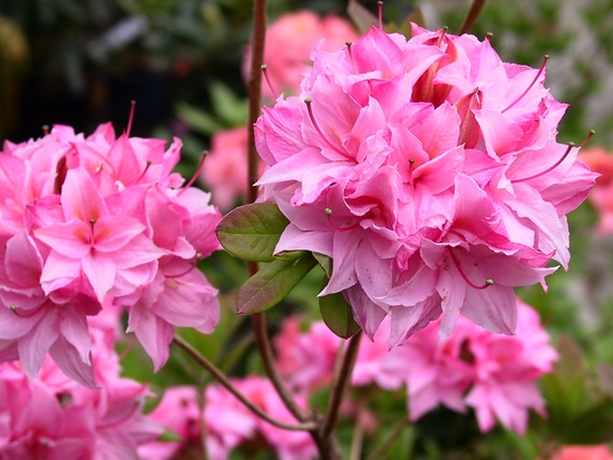 Azalee mollis 'Kilian'