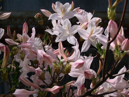 Azalee mollis 'White lights'