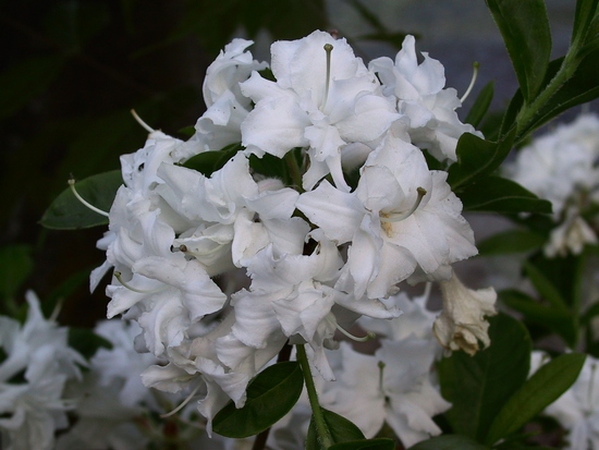 Azalee mollis 'Whitethroat'