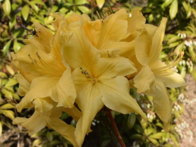 Azalée à feuilles caduques 'Windsor Sunbeam' — Rhododendron.be — photo 1