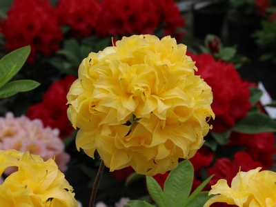 Azalée à feuilles caduques 'Yellow Pom Pom' — Rhododendron.be — photo 1
