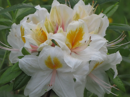 Azalee mollis 'Arima'