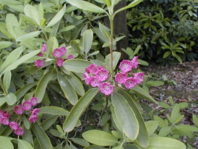 Kalmia polifolia 'Rubra' — photo 1