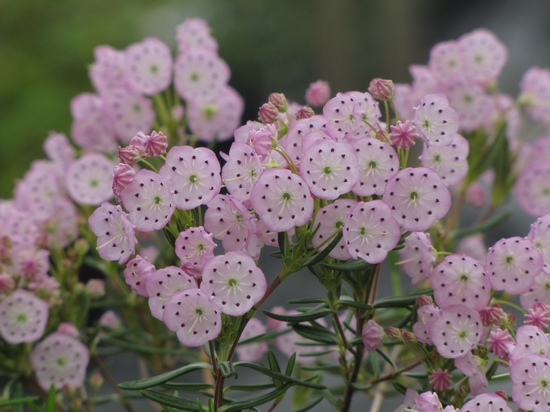 Kalmia polifolia 'Newfoundland'