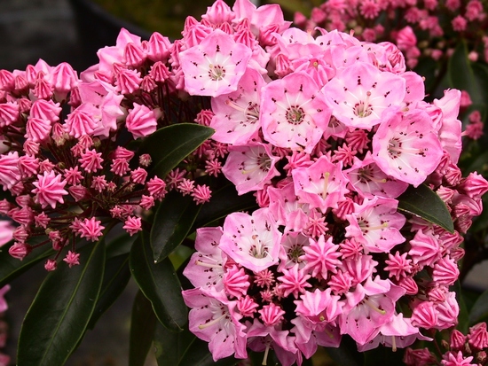 Kalmia latifolia 'Bridesmaid' — Rhododendron.be — photo 1