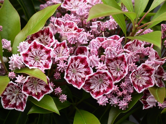 Kalmia latifolia 'Carousel' — Rhododendron.be — photo 1