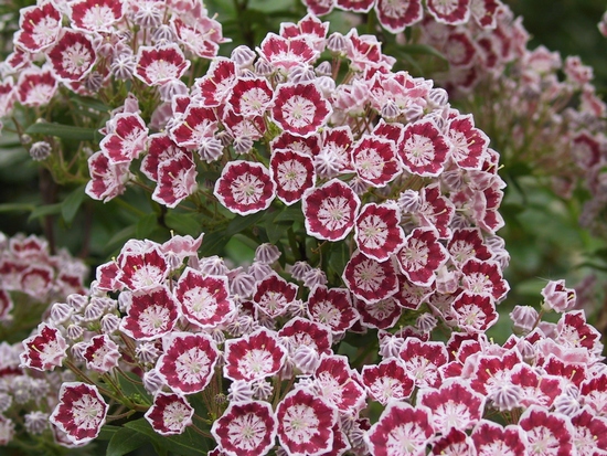 Kalmia latifolia 'Minuet' — Rhododendron.be — photo 1