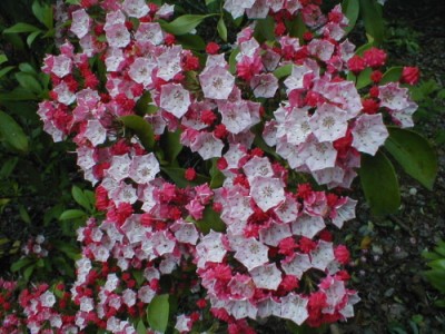 Kalmia latifolia 'Nipmuck' — Rhododendron.be — photo 1